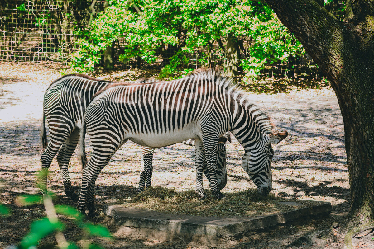 Картинка с бесплатного фотостока https://unsplash.com, автор Michael Hutchinson