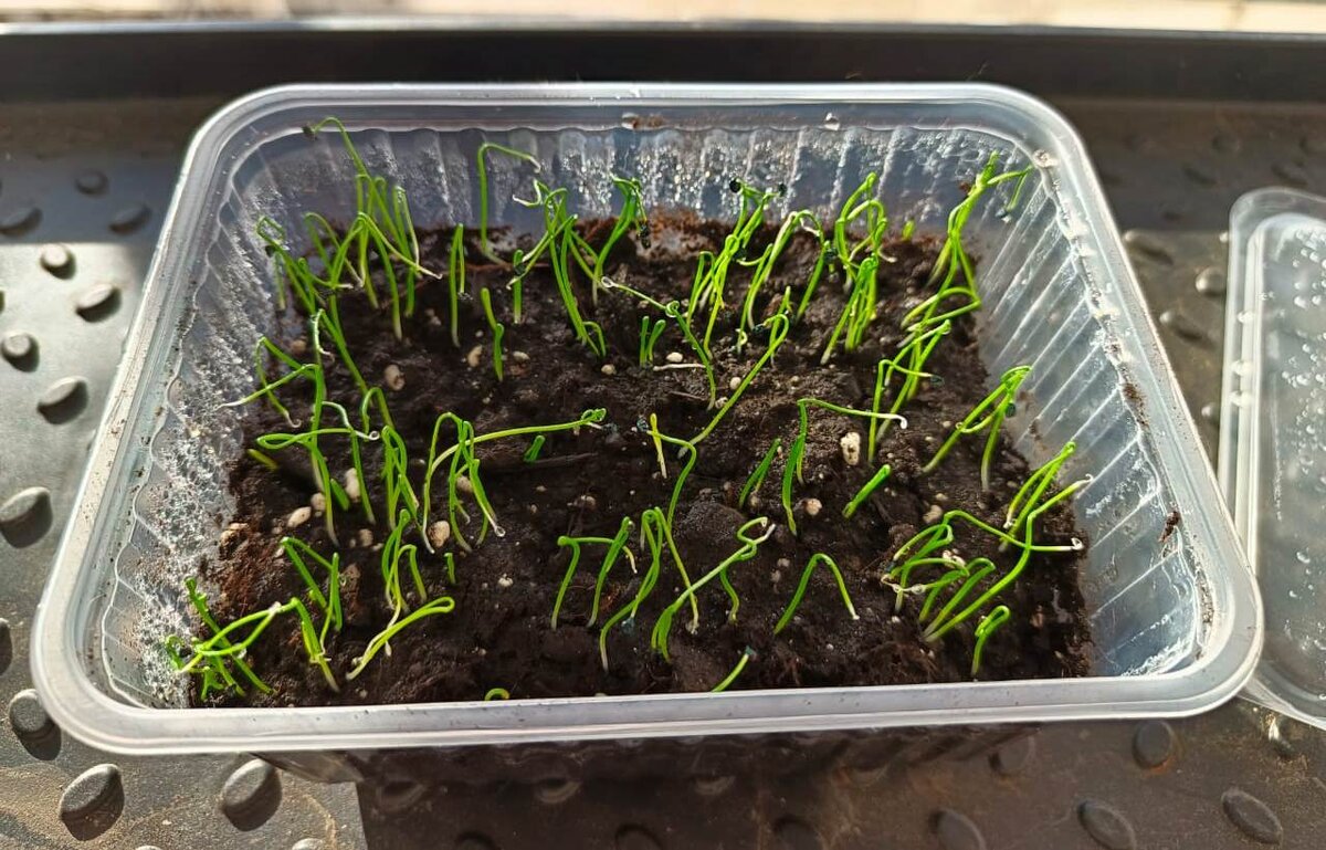 когда сажать рассаду базилика в 2024. базилик пикировка. базилик из рассады. когда сажать рассаду базилика в 2024. пикировка рассады базилика.