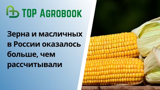 Зерна и масличных в России оказалось больше, чем рассчитывали | TOP Agrobook: обзор агроновостей