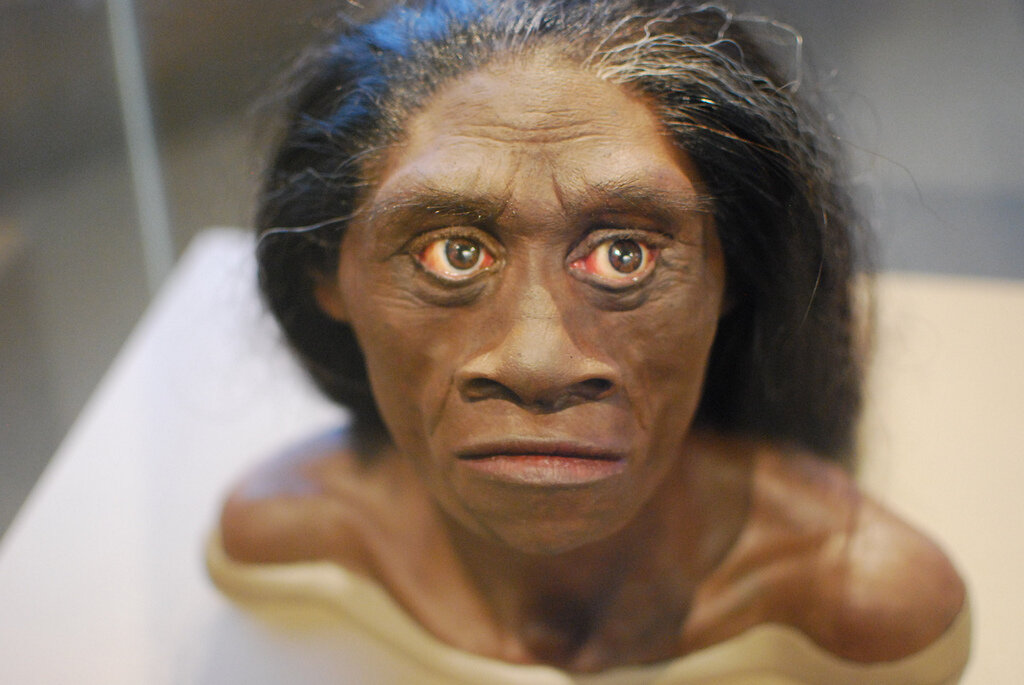 Homo floresiensis.