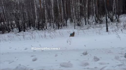 Матранг видео в лесу избиение