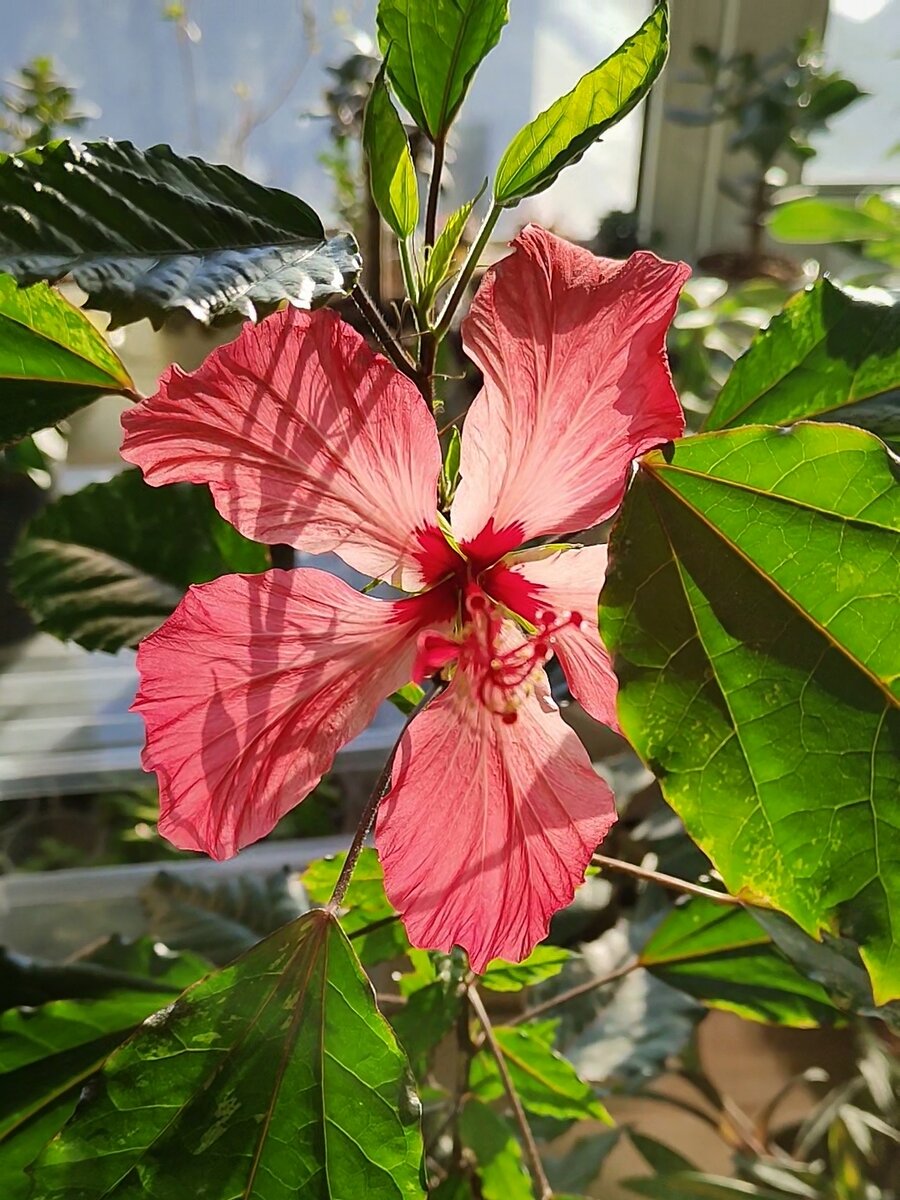 Цветение гибискуса Купера. Фото автора.