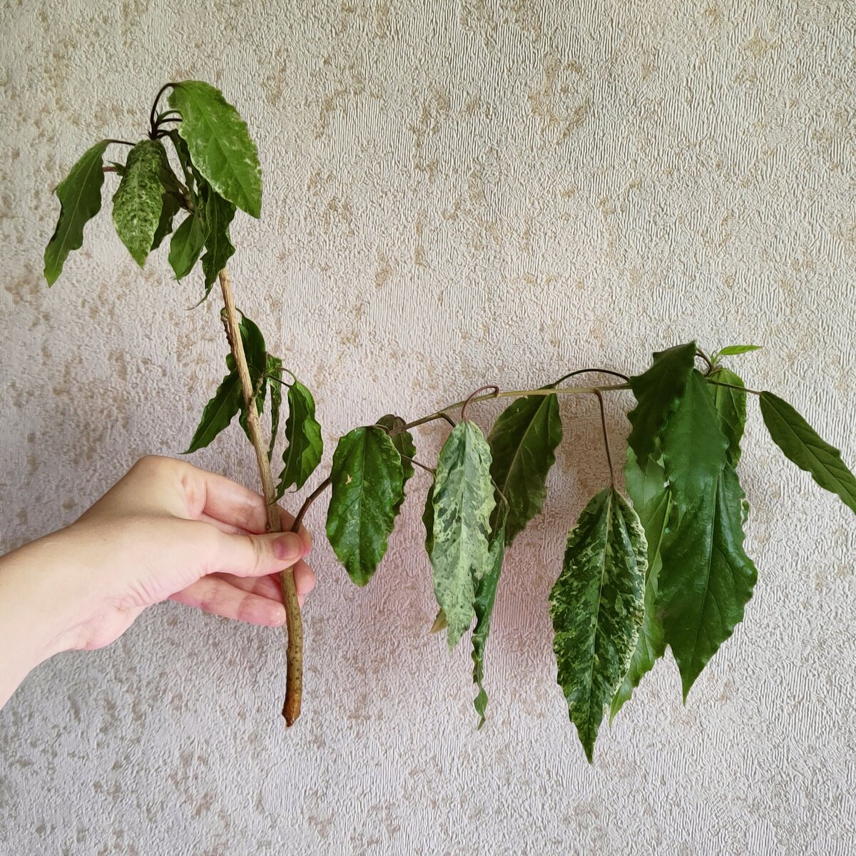 Ветвь пестролистного гибискуса. Фото автора.