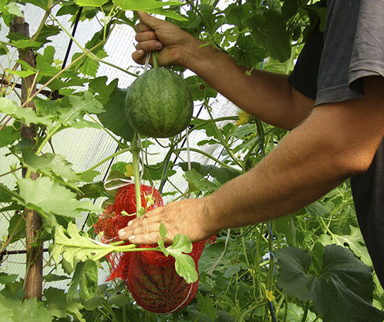 Арбузы на шпалере в сетках.