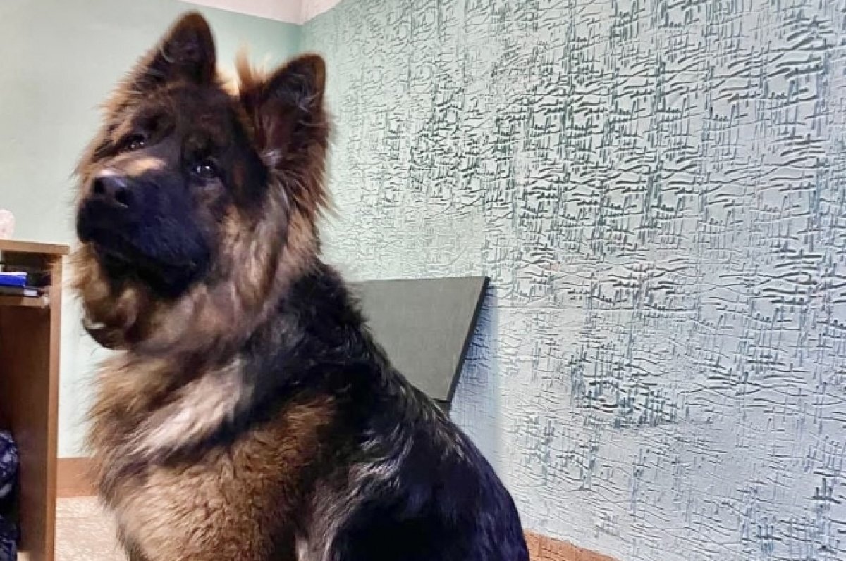    В Перми судебные приставы помогли Джонни Дэпу вернуться домой