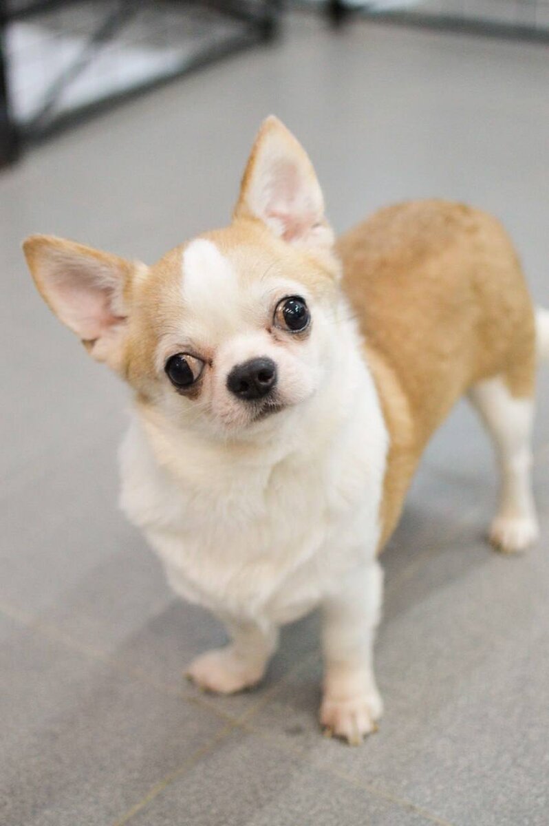 Ищет дом в Москве и МО маленькая собачка из приюта Домик Мелкашей по кличке Шифон