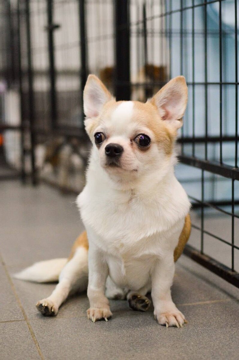 Ищет дом в Москве и МО маленькая собачка из приюта Домик Мелкашей по кличке Шифон