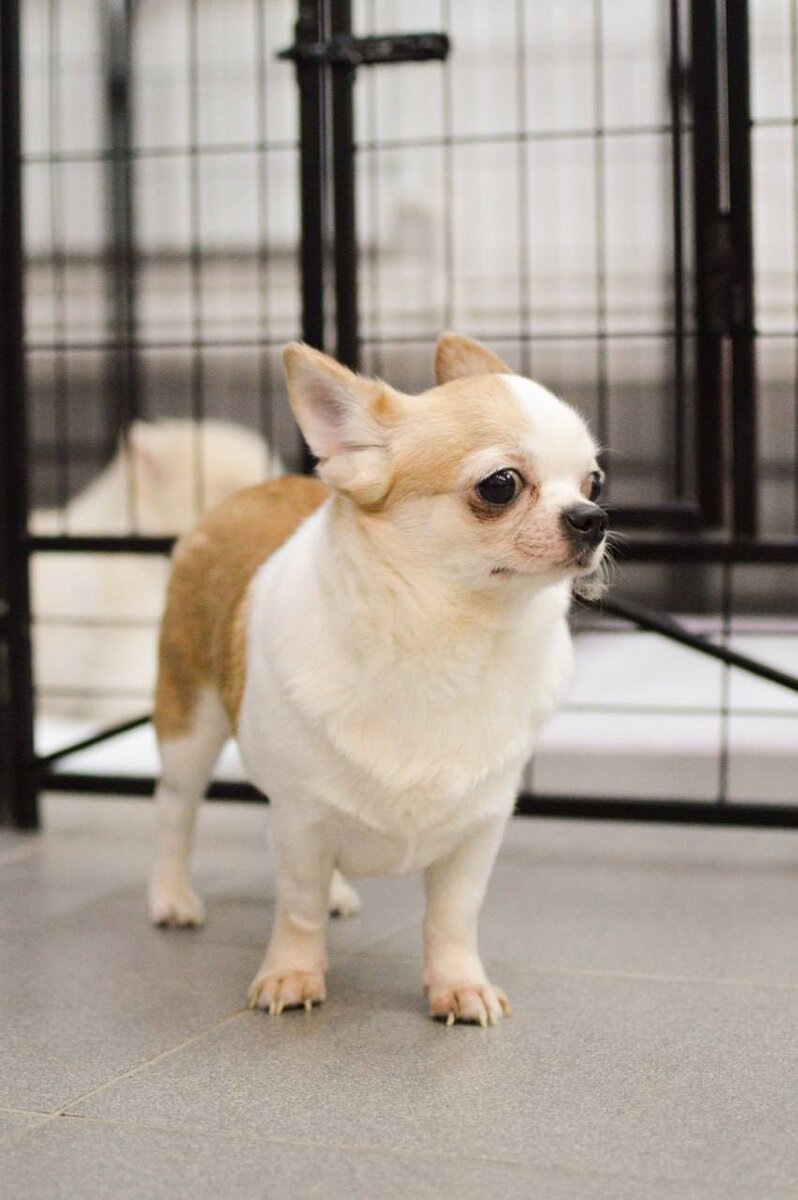 Ищет дом в Москве и МО маленькая собачка из приюта Домик Мелкашей по кличке Шифон