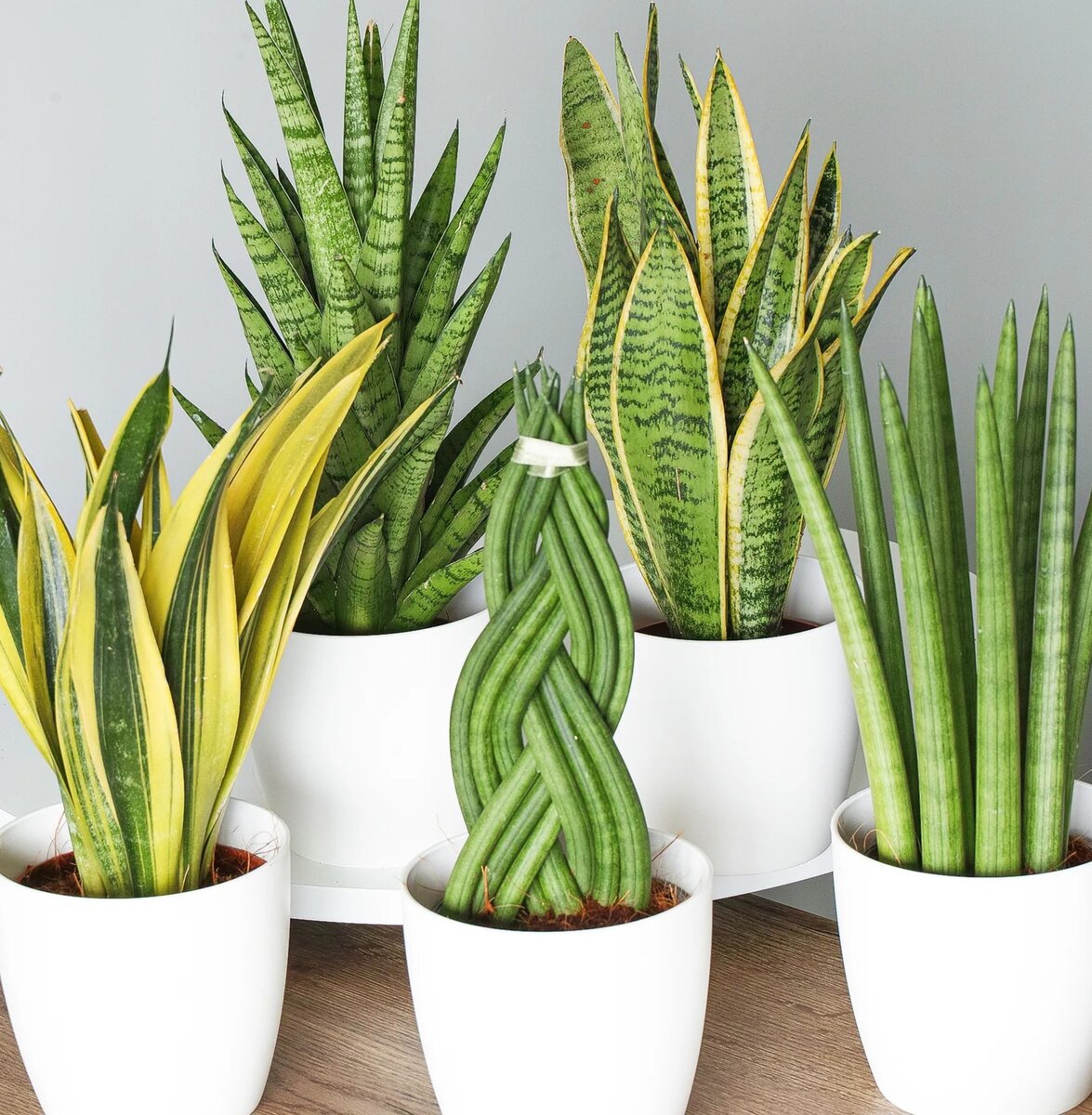 Фото с просторов интернета. Сансевиерия.