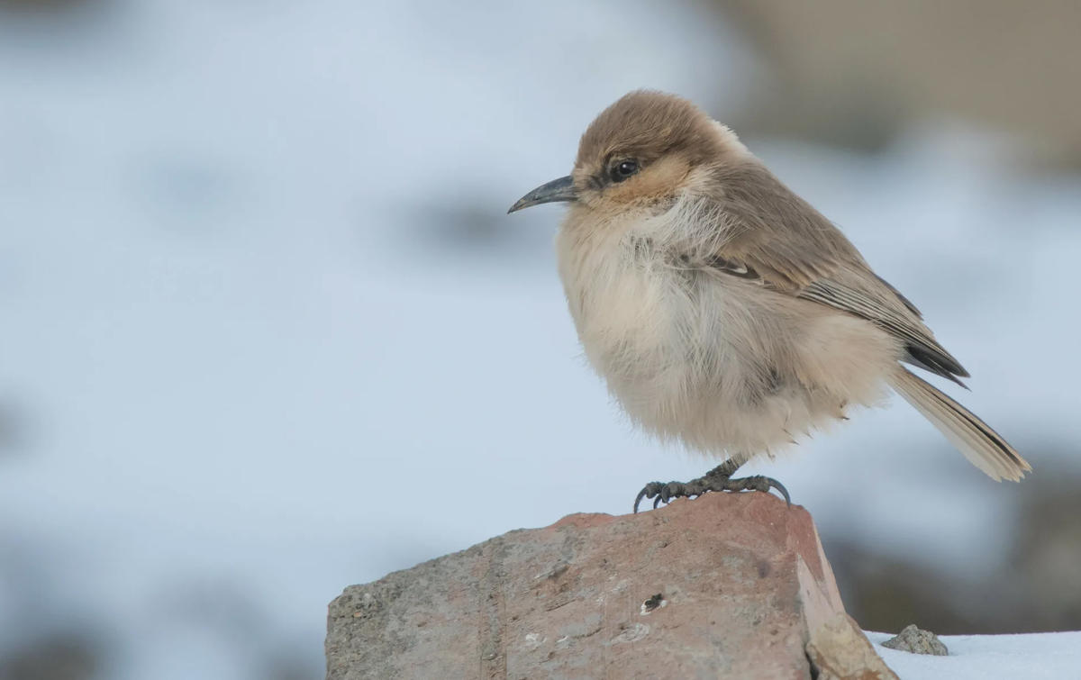 Тибетская ложносойка (лат. Pseudopodoces humilis)