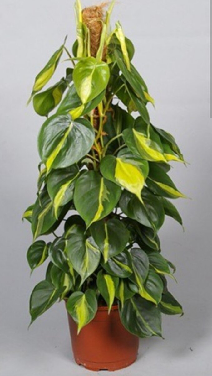 Пример из магазина