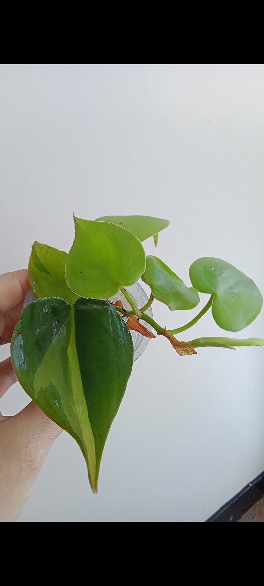 На листах - следы обработки, а не поражений😉