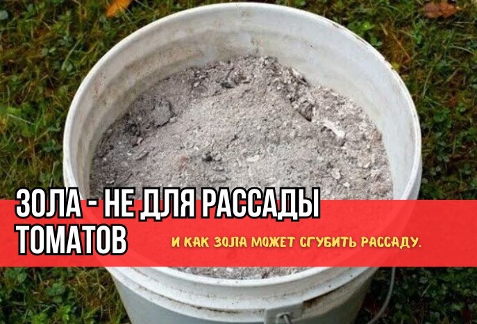 Зола в грунт для рассады