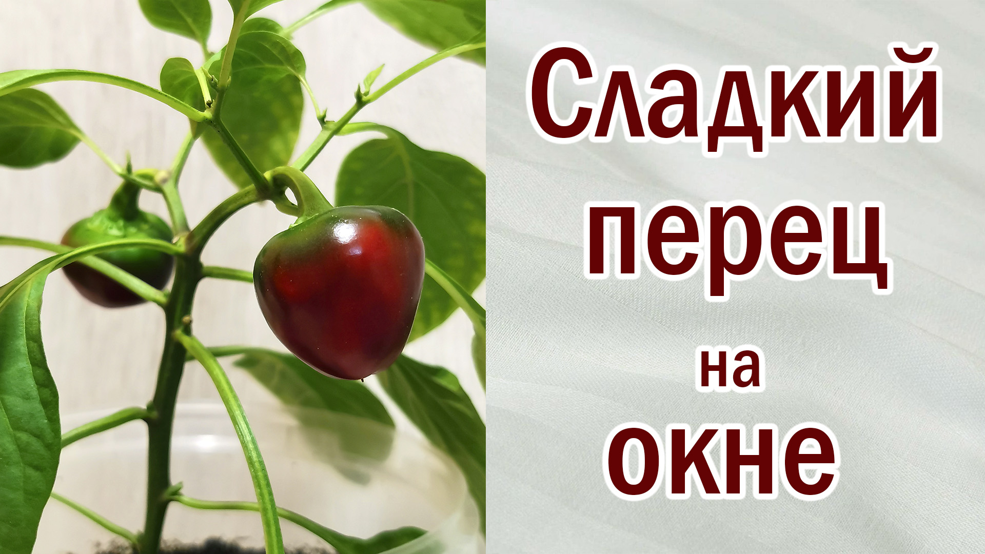 Сладкий перец на окне. Выращивание. Как опылять. Перец Трюфелёк. Завязь  будет. #перец #выращивание #миниперец #огород #опыление