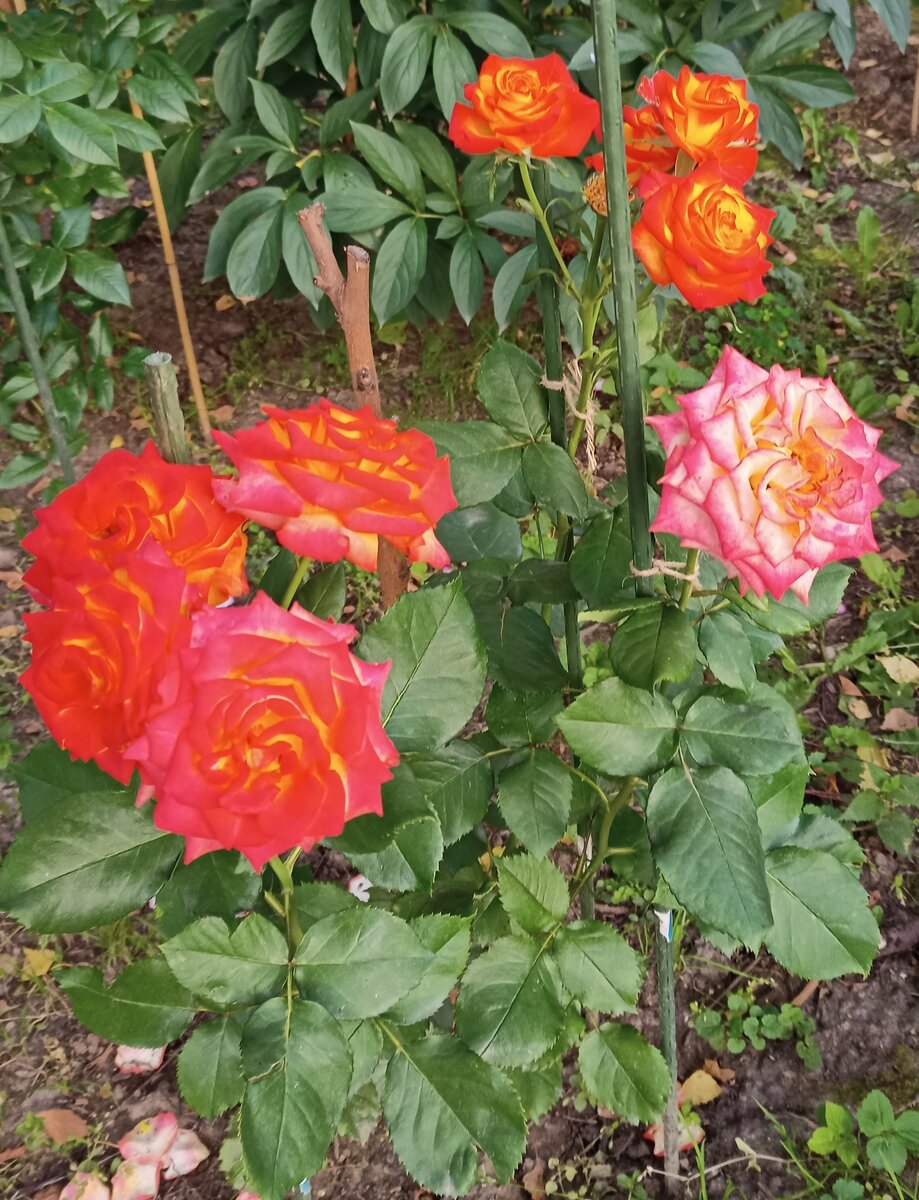 Розы которые я вырастил для супруги.