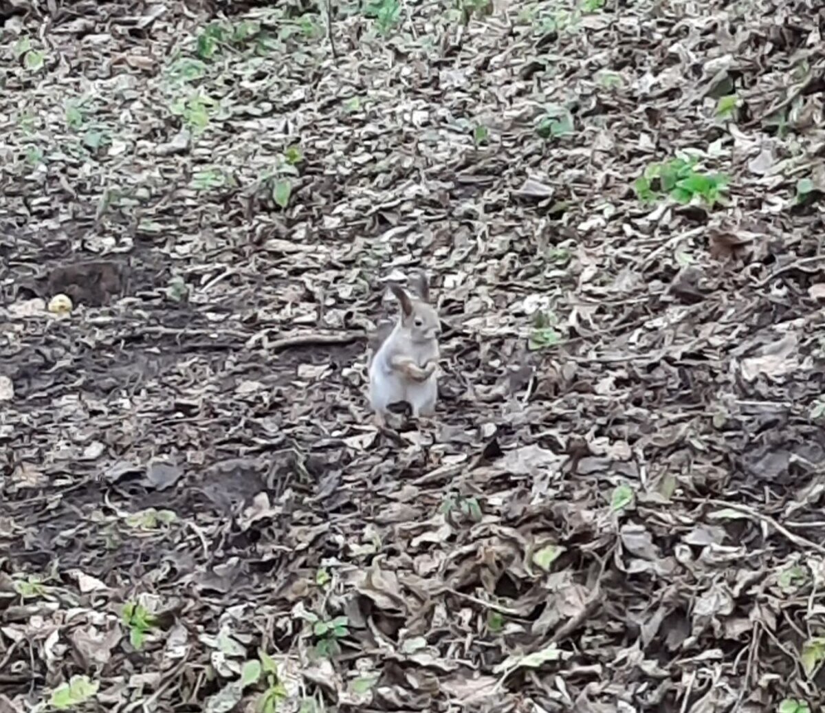 Это белка. Сфотографировал я.