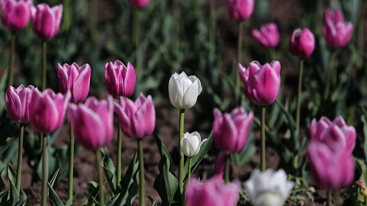     Глава Артёмовского городского округа Вячеслав Квон поздравил женщин города шахтёров и авиаторов в Международным женским днём 8 Марта.