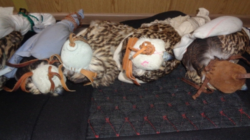     Изъятые птицы. altai-krai.sledcom.ru