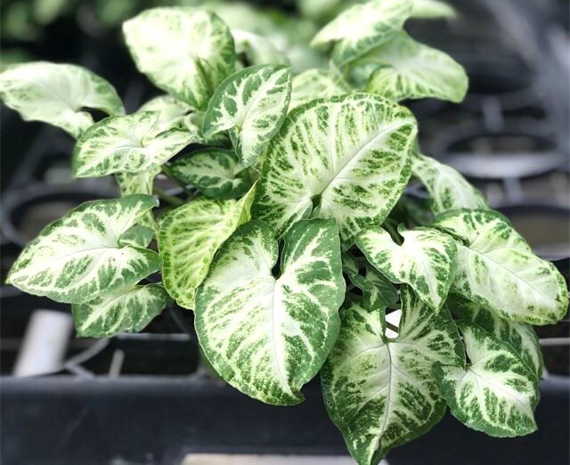 Фото из открытых источников.  Сингониум Glio- go Листайте галерею.