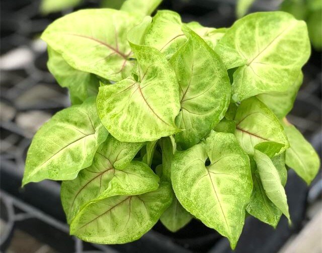 Фото из открытых источников. Сингониум Gold Allision Листайте галерею