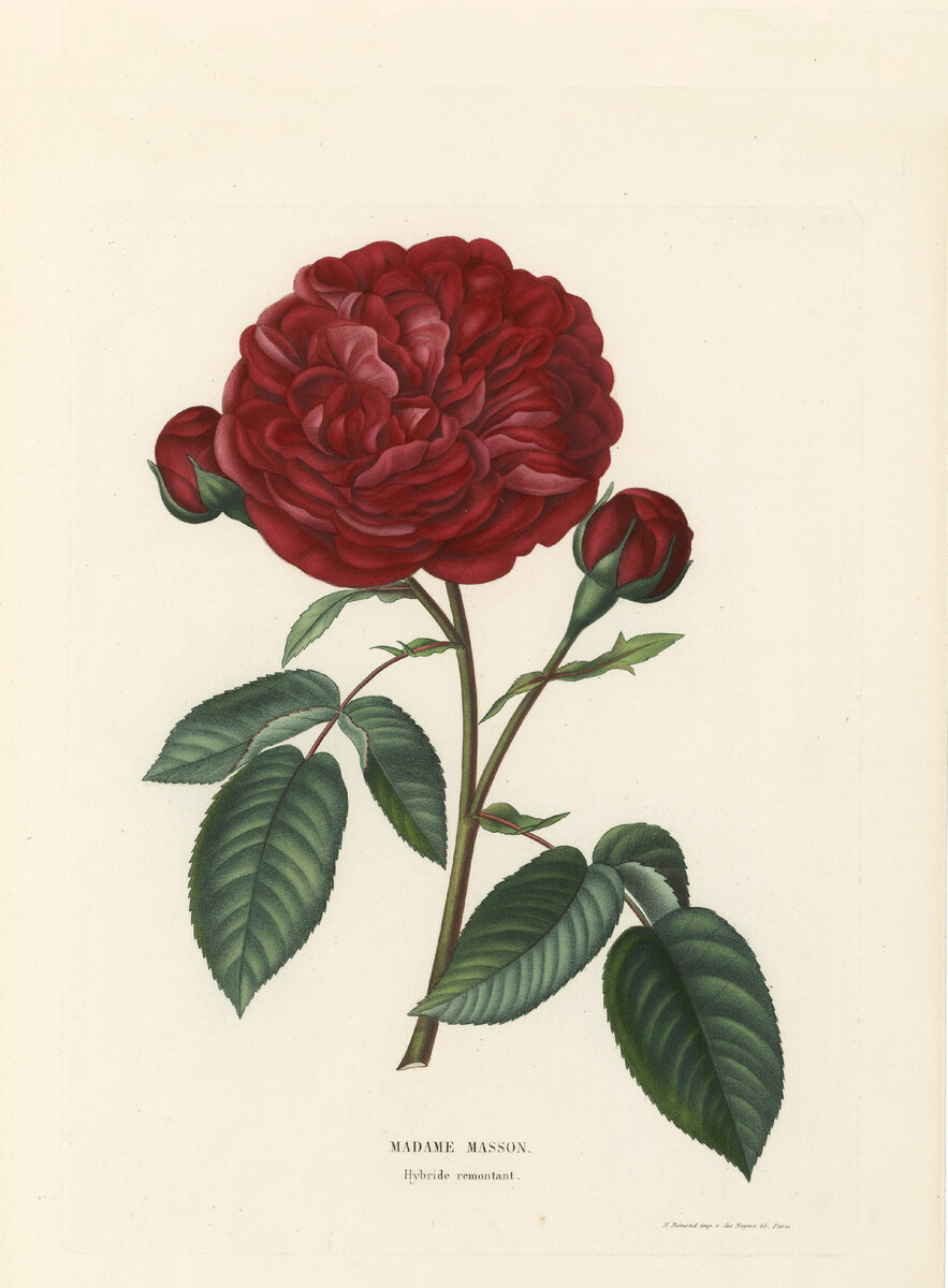 Неизвестный гравер. Роза ("Madame Masson"). Конец XVIII века. Государственный Эрмитаж.