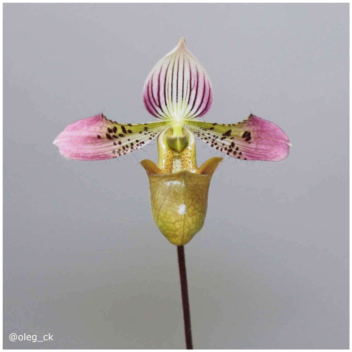 Paphiopedilum acmodontum из личной коллекции