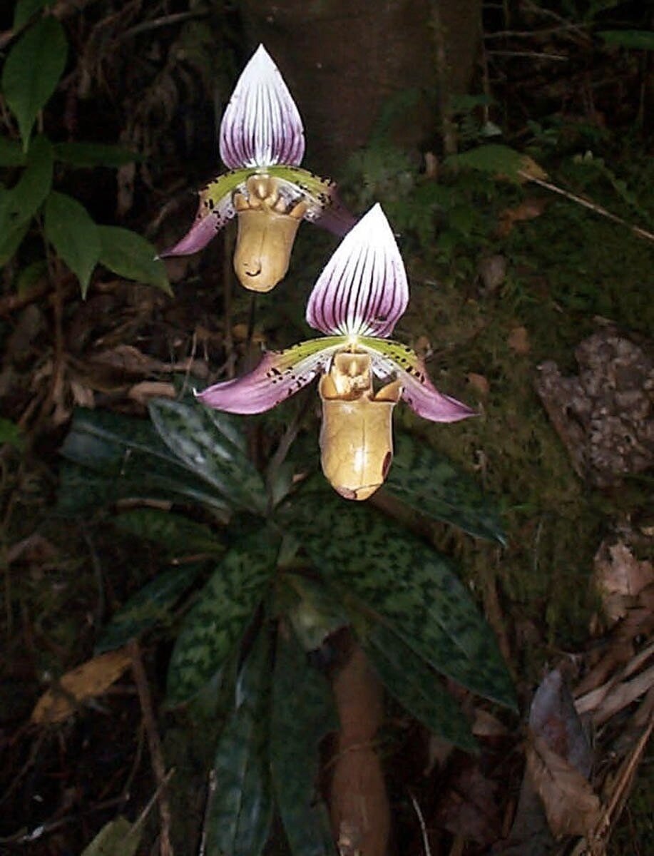 Фото 1 - Paphiopedilum acmodontum в дикой природе, остров Негрос (Филиппины). Фото © Leonardo L. Co