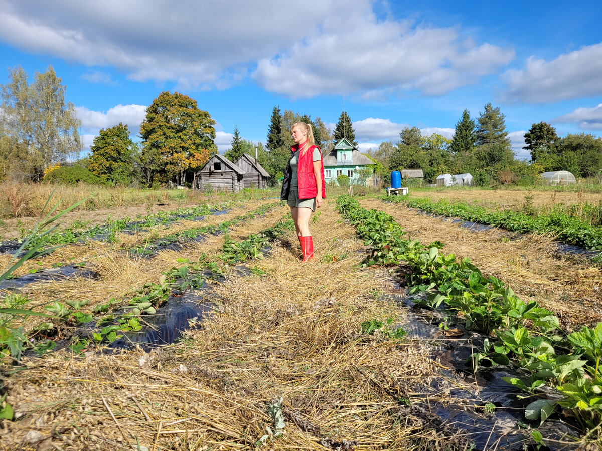 Плантация клубники #плантацияклубники