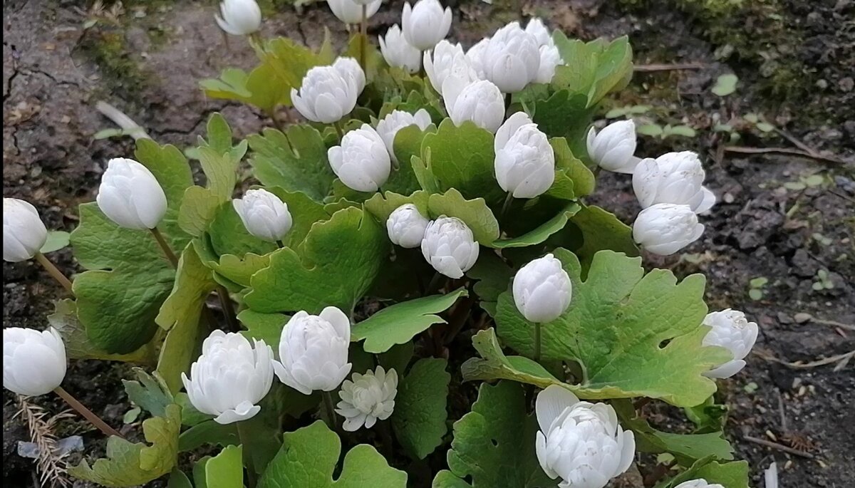 Сангвинария Канадская махровая (Sanguinaria canadensis) в саду у моей подруги в Подмосковье в мае 2022 года. Фото автора @Маша Генералова