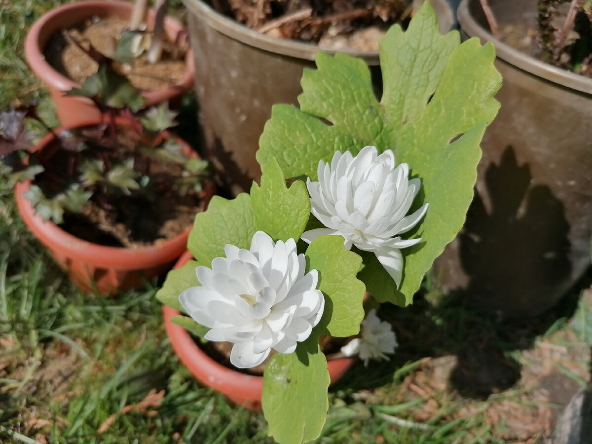 Сангвинария Канадская махровая (Sanguinaria canadensis) - подарок для моего сада в горшочке перед посадкой. Май 2022 года. Фото автора @Маша Генералова