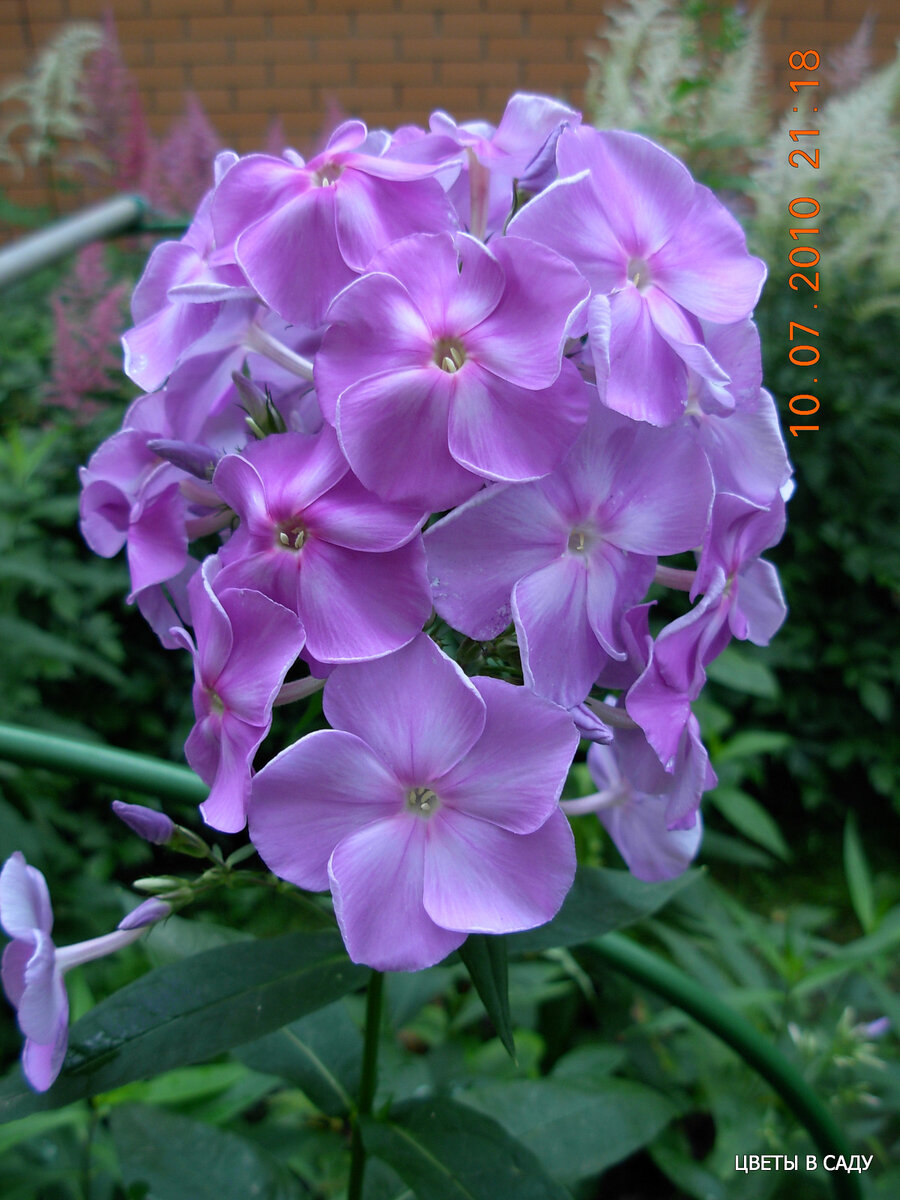 Сорт "Александрит" фотография Шевляковой О.Б.  