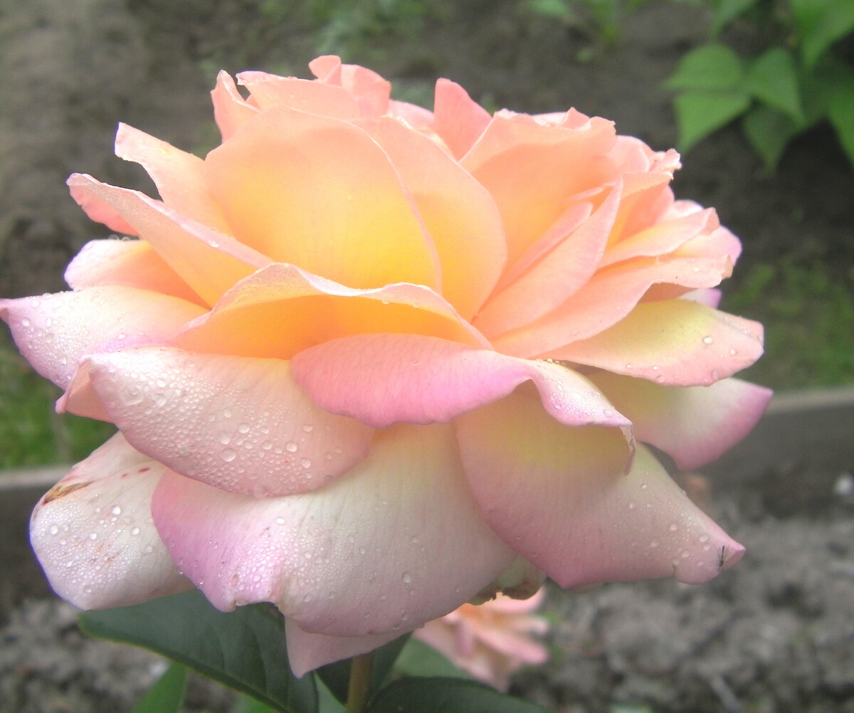 20 сортов роз для Сибири: фото и описание
