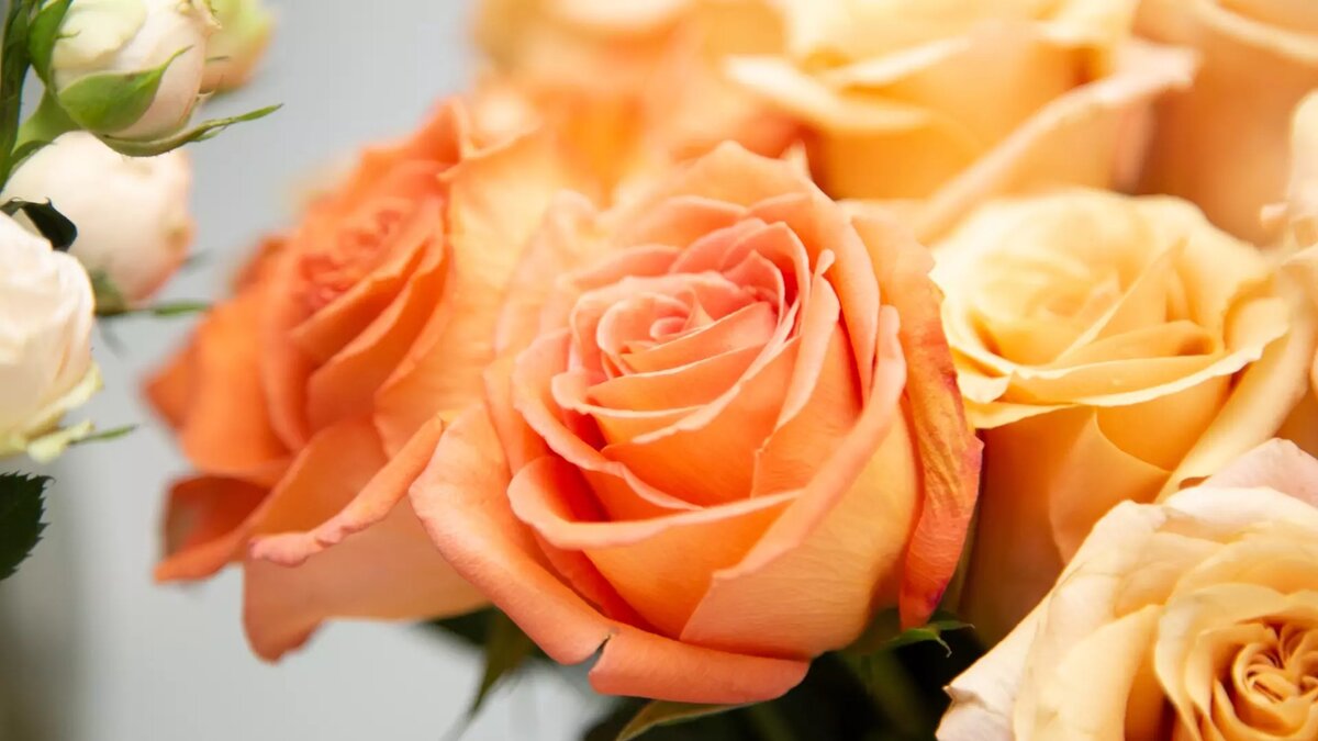     Нижегородцам рассказали о трех главных опасностях, которые скрываются в цветочных букетах. Растения могут навредить не только человеку, но и домашним животным. Об этом пишет Telegram-канал «Мурашко по коже».