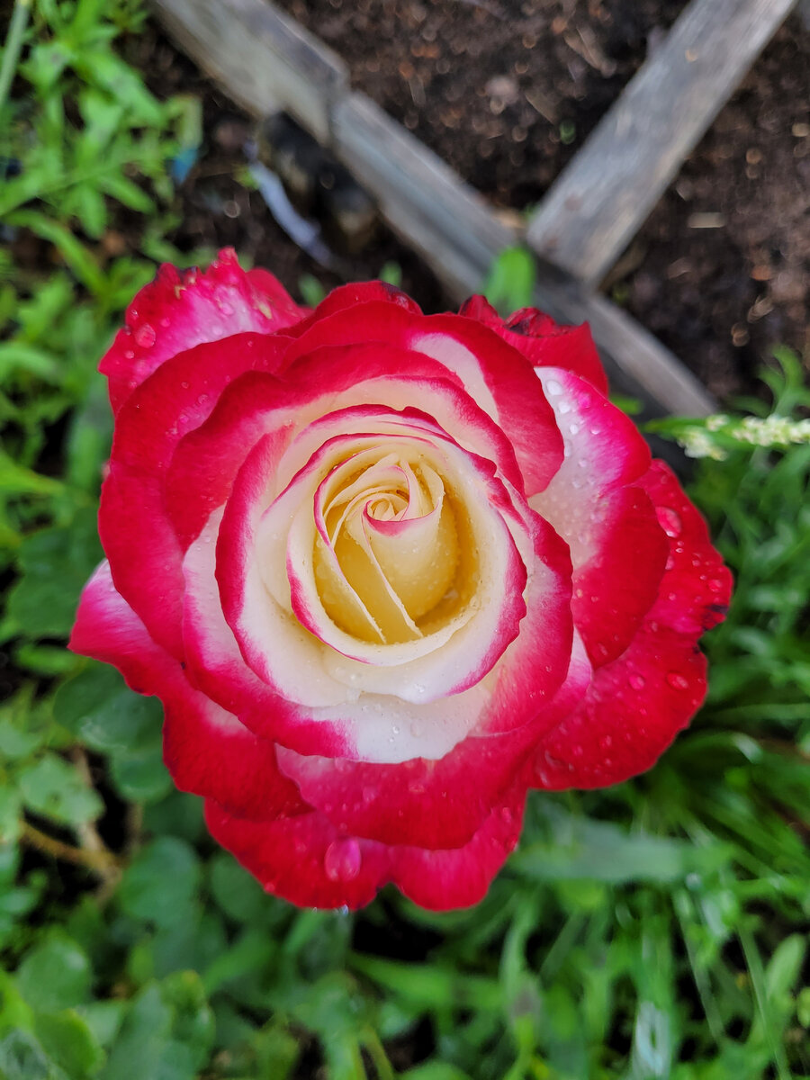 Мимозы не нашлось в моей фототеке.