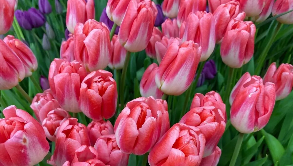     Парни, этот день настал. Осталось его пережить. Купили ли вы подарок? Купили ли цветы? Особенно волнуемся за цветы — вон в соцсетях уже панику разводят. Мы проверили, сейчас расскажем, сколько стоят тюльпаны и другие цветы в сетевых магазинах Ижевска накануне 8 марта. Спойлер: цены не космические.