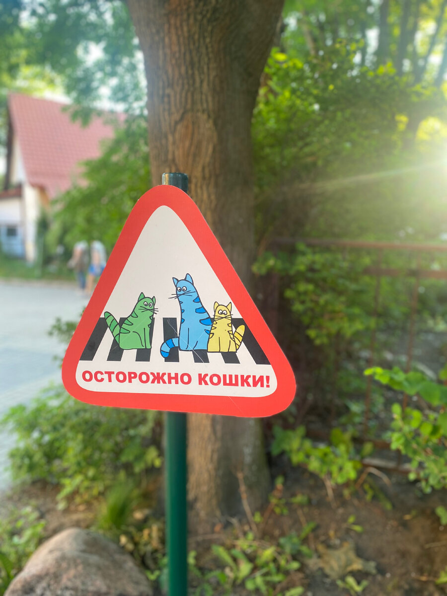 Инфраструктура для кошек.