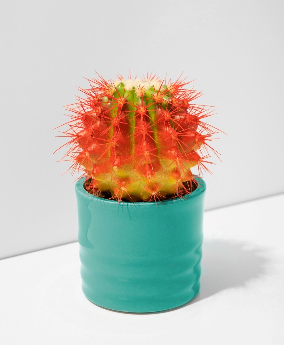    Кактус — не лучшее растение для дома по фэн-шуйFreepik