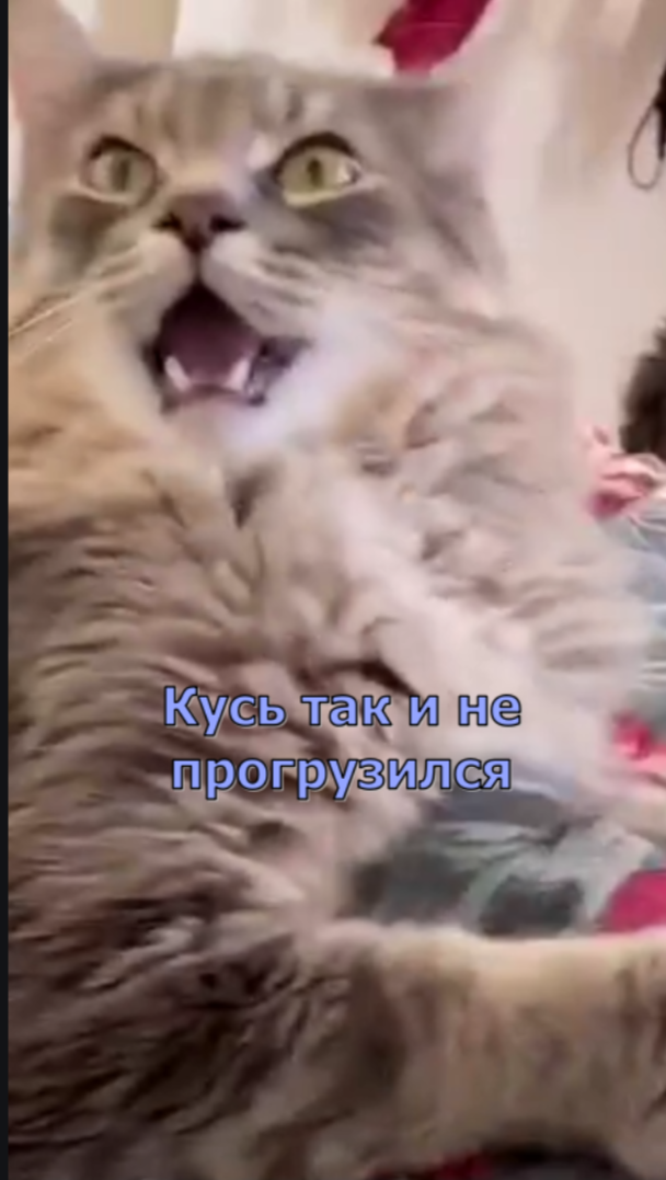 Сонник Кошка которая Кусает за руку во сне к чему снится?