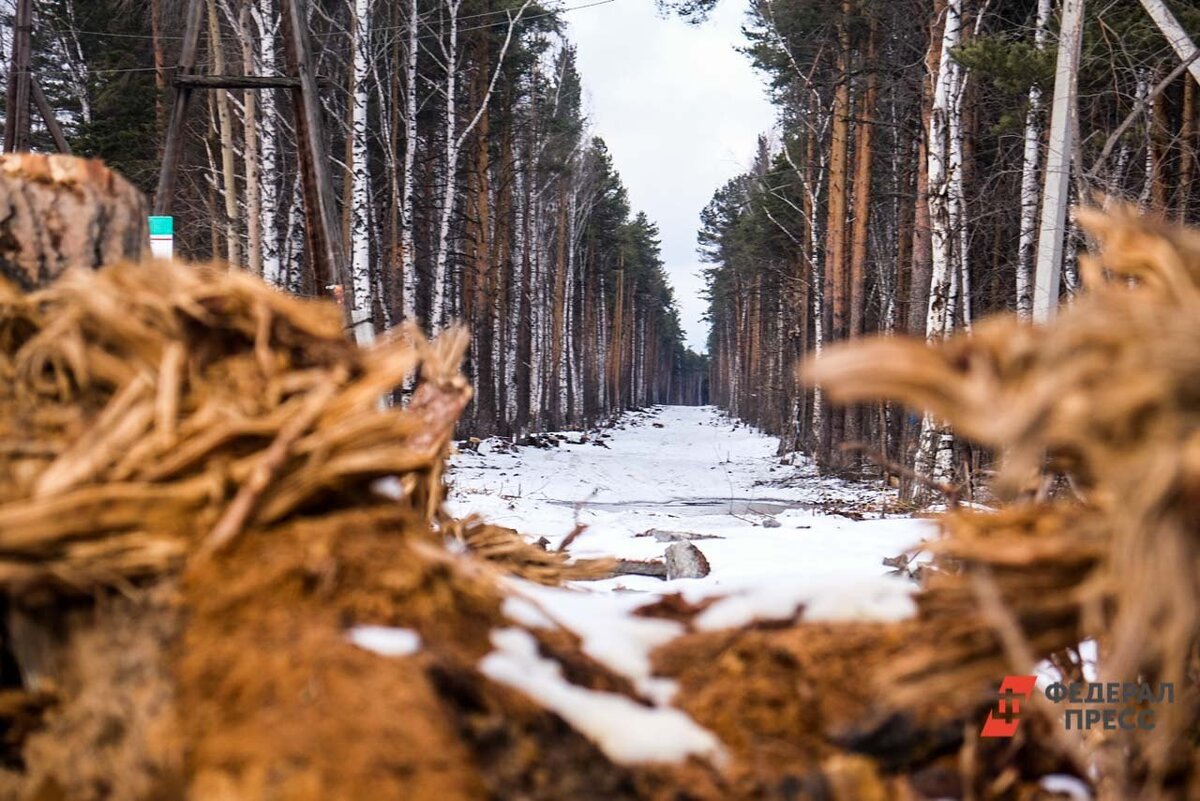 В ноябре 2023 года по делу о «черных лесорубах» был задержан глава УМВД России по Выборгскому району Ленобласти Роман Ильин.  Фото: Фото: ФедералПресс / Полина Зиновьева