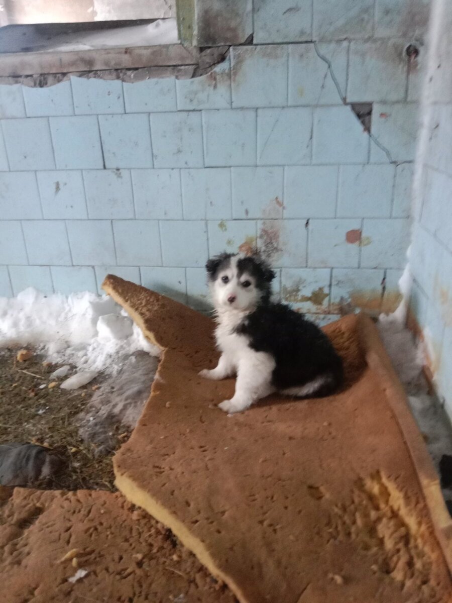 Большая семья с приемными детьми в саракташе. Спасти село. Храм преображенский балашиха пасха. Молебен о дожде фото. Описать масштаб проекта как спасти свое село от мусора.