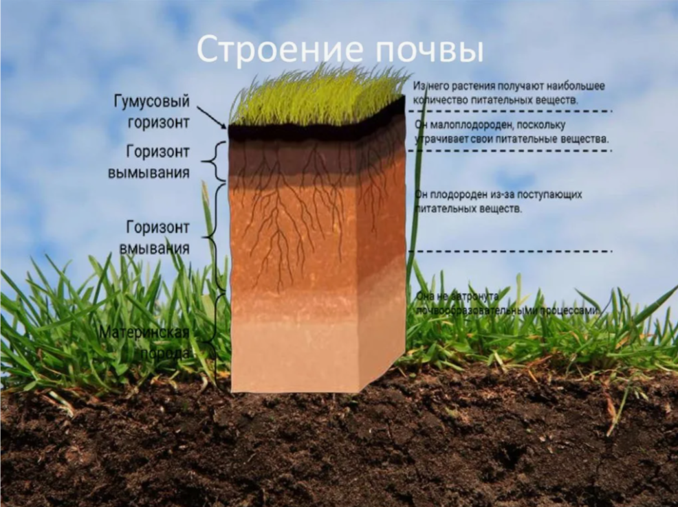 Плодородие почвы определяется количеством