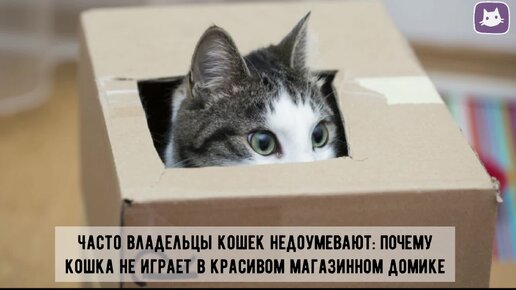 😸6 причин, почему кошки обожают коробки