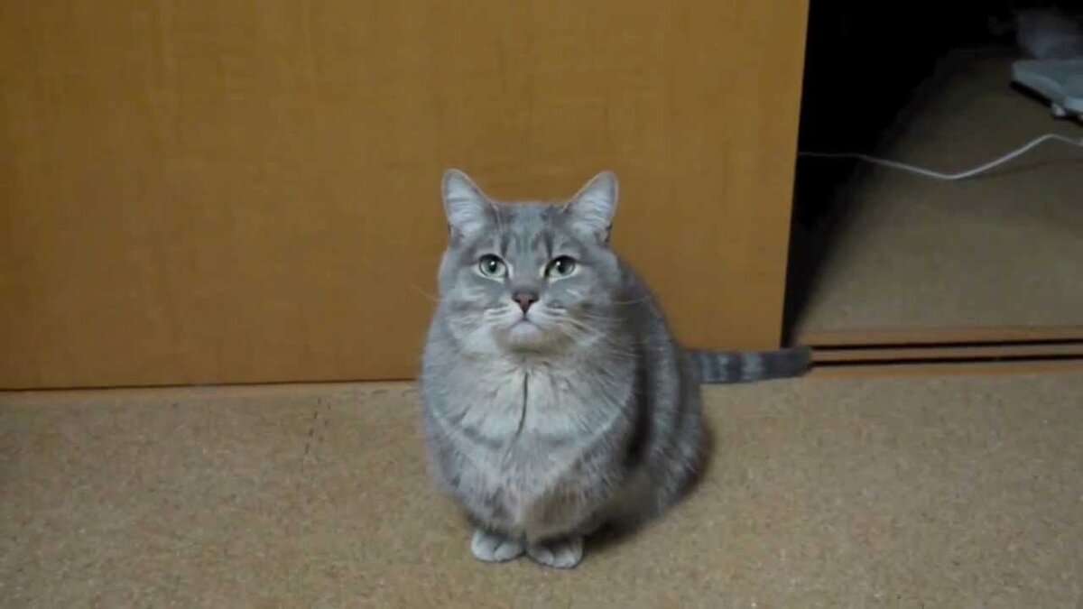 Программа лояльности для сообщества OsEngine, торгующего в ALOR Broker.