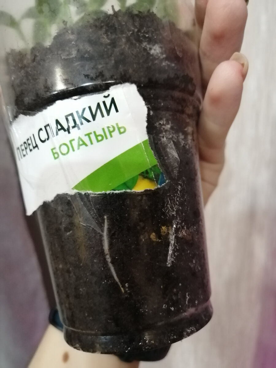 То тут, то там проглядывают корешки
