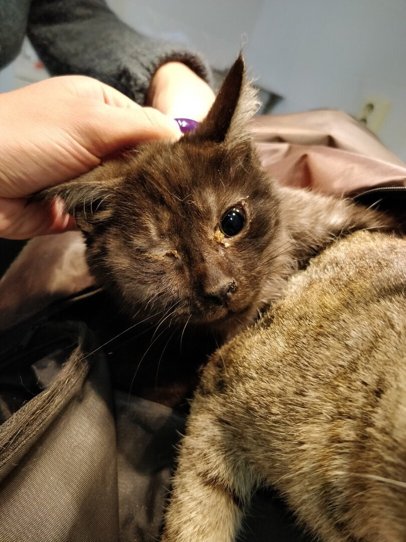 Звук умирающих котят