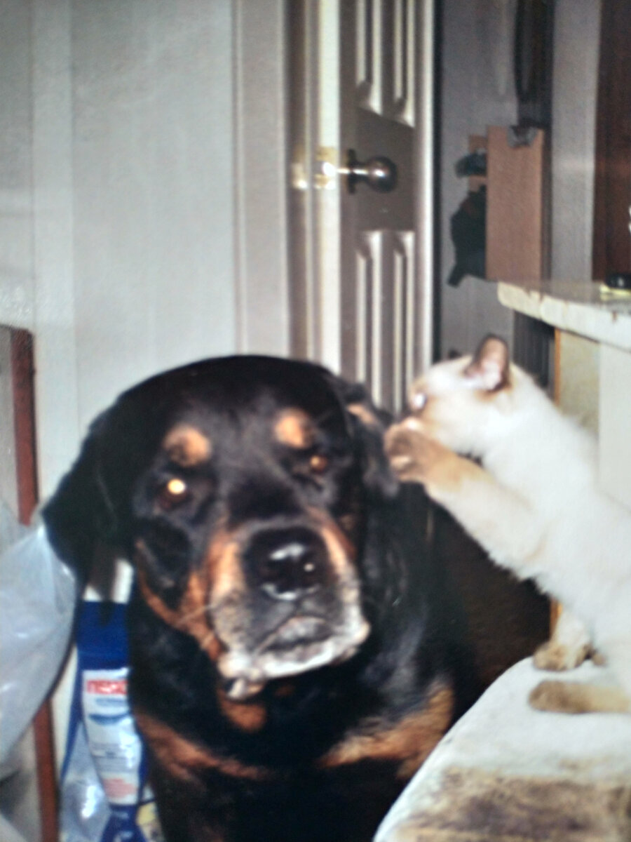 Самая большая любовь жизни Инвар