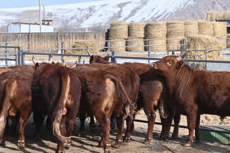    В Республике Бурятия планируют достичь 50 тысяч голов КРС на откормочных площадках
