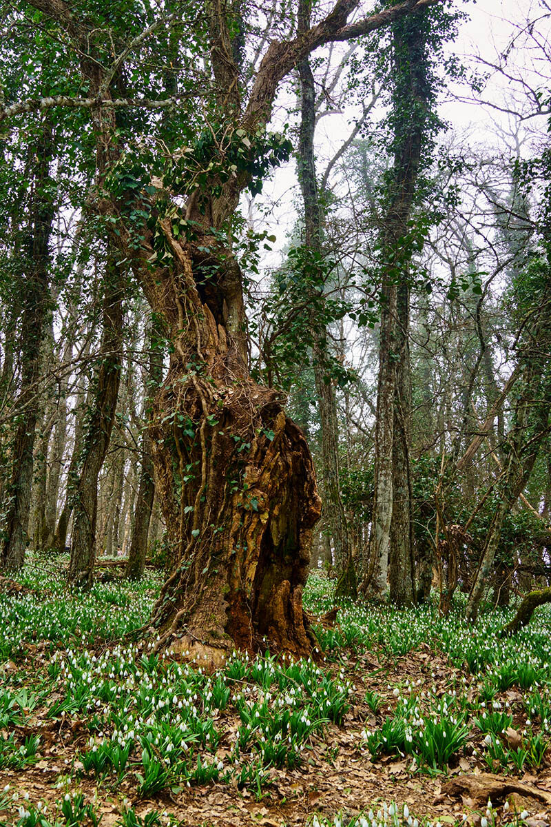 Был лес и не стало. По каким причинам лесов становится всё меньше. Из за чего на земле становится меньше лесов окружающий мир 3 класс. Был лес и не стало. Вырубка лесов презентация.