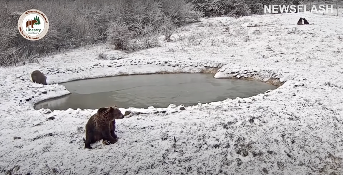 Ursa major созвездие. Мерещится толи большая толи малая медведица. Малая медведица и полярная звезда. Медведица толи большая. Созвездие белой медведицы.
