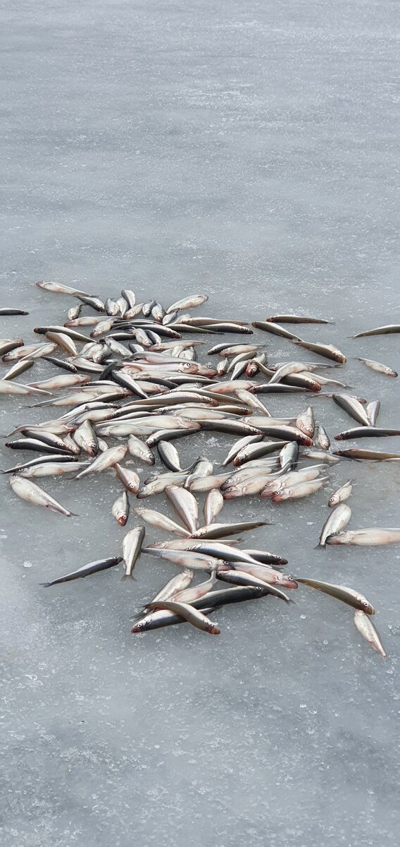 рыболовный клуб марлин фото. таймень рыба. рыболовный клуб марлин. крупный джиг для крупной щуки. трофейный таймень.